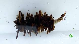 Caddisfly Larvae  Nature Near You [upl. by Ambie]