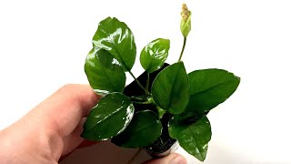 Pollination and Fertilization of Aroid Flowers 🌱 Anubias Seeds [upl. by Hsac]