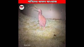 পাখিদের আজব গজব আওয়াজ 🕊️ Weirdest Bird Sounds shorts [upl. by Akemit]