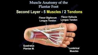 Muscle Anatomy Of The Plantar Foot  Everything You Need To Know  Dr Nabil Ebraheim [upl. by Ahsimed]