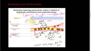 36 Extracellular matrix ECM 1 of 2  function of ECM and its components collagen [upl. by Kellina]