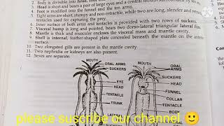 loligo classification habitat and comments zoology practical bsc1comments on loligo [upl. by Zachary]