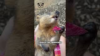 The Happiest Animal On Earth Quokkas 🦘 [upl. by Ahoufe]