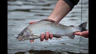 Big grayling released on the River Teviot [upl. by Weingartner891]