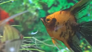 How to feed your fish mysis shrimp For beginners [upl. by Dehsar]