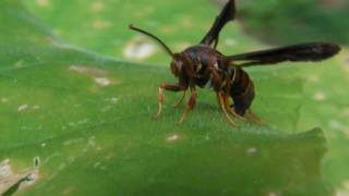 Wasp Mimic Clearwing Moth [upl. by Ynagoham]