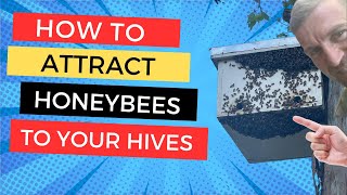 How we bait and place bee hives to attract hundreds of swarms every year [upl. by Nirot]