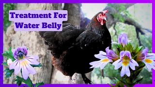 Natural Treatment For Ascites Water Belly In Chickens [upl. by Aluk]