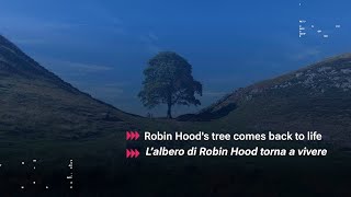 Robin Hood’s tree comes back to life [upl. by Krell]