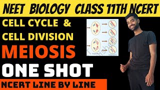 Meiosis  Cell cycle and cell division class 11th NEET  Ncert Line by Line [upl. by Lebbie294]