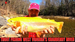 Trout Fishing West Virginias Cranberry River [upl. by Znarf]