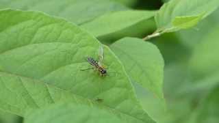 Adult Sawfly Eats a Bug ハバチが虫を捕食 [upl. by Jude]