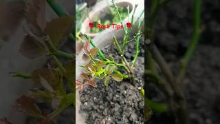 Rose tips For Gardener🌹🌹 garden gardenplants nature gardenflowers rose roses [upl. by Almallah]