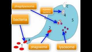 Immunology  Macrophage function part 34 [upl. by Latsyrhc930]