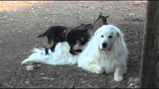 Baby goats play with big dog [upl. by Juanne]