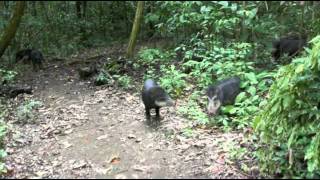 Close call with a pack of peccaries [upl. by Tihom]