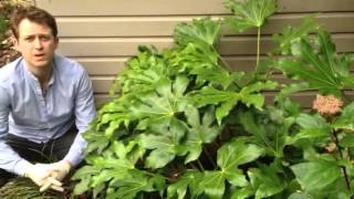 Plant ID guide  How to care for Fatsia Japonica [upl. by Adria]