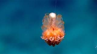 Dandelion siphonophore [upl. by Sefton487]