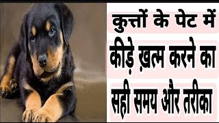 कुत्तों के पेट में कीड़ों के लक्षण dogs deworming method [upl. by Hussein]