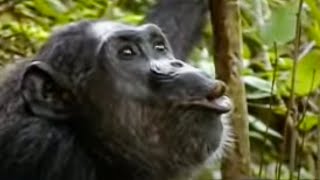 Animal Mating Rituals of Chimpanzees  BBC Studios [upl. by Faso257]