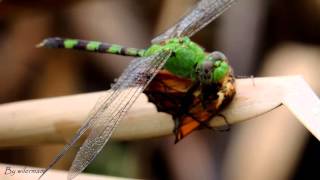 Libélula predando uma Borboleta na Lagoa Encantada [upl. by Nelan]