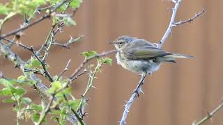 Common Chiffchaff  Tjiftjaf  Maarssen NL  2772024 [upl. by Kapeed]