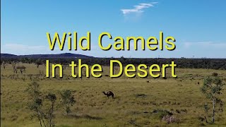 Free Camping amp Wild Camels in the NT [upl. by Town]