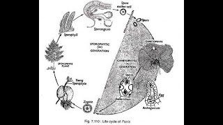 Pteris Life Cycle 2017 HD [upl. by Euphemia]