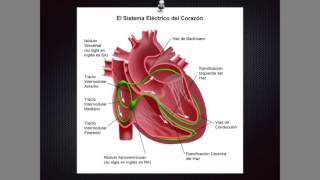 Electrocardiograma normal 🤘 [upl. by Stock]