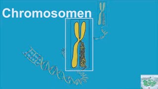 Wat zijn Chromosomen Chromosomes explanation [upl. by Ahsinat304]