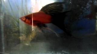 Red wag lyretail swordtail [upl. by Inalej174]