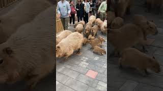 Capybaras Get Off Work Today [upl. by Jessamine285]