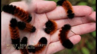 THE WOOLLY BEAR CATERPILLARMYTHS and FACTS with Chris Walklet [upl. by Swithbert895]