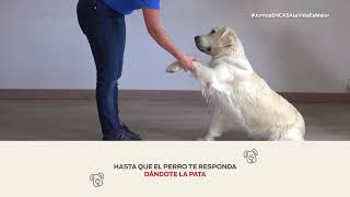 Cómo enseñar a tu perro a dar la pata  Nestlé Purina [upl. by Huntlee]