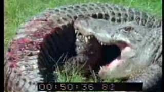 Alligator vs Alligator  Alligators Fighting  Best Shot Footage  Stock Footage  PART 1 [upl. by Alley289]