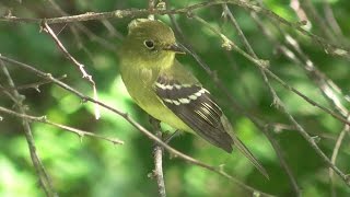 Yellowbellied Flycatchers [upl. by Godden574]