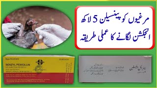 How To Inject Penicillin 05 Lakh  Murghion Ko Penicillin 05 Lakh  پینسلین پانچ لاکھ انجکشن [upl. by Eirotal]