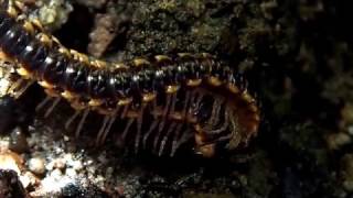 Orthomorpha coarctata also known as Asiomorpha coarctata Flatbacked Millipede [upl. by Alake]