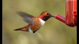 Rufous Hummingbird – Selasphorus rufus 1 [upl. by Jehiah]