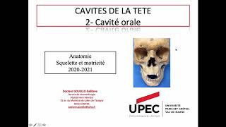 Cavité orale  limites cavités orales glandes salivaires muscles masticateurs [upl. by Aerdua]