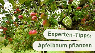 Apfelbaum pflanzen Unsere ExpertenTipps Anleitung [upl. by Blackman]