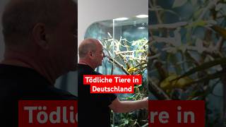 Exotische Tierhaltung in Deutschland Was ist deine Meinung terrarium aquarium tiere [upl. by Aifas]