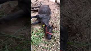 Theileria and anaplasma ഒരുമിച്ച് buffalocalf shebuffalosevereanaemia [upl. by Dahsraf]