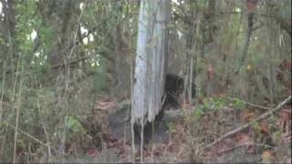 Wild tiger bear fight  rare footage Tiger vs Bear [upl. by Sloane]