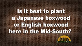 QampA – Is it best to plant Japanese boxwood or English boxwood in the MidSouth [upl. by Acissev]