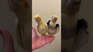 Casalzinho de psitas mais lindoðŸ¥° shorts birdsinging cockatielsinging [upl. by Llerref]