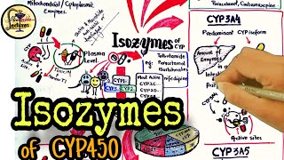 Cytochrome P450 isozymes  pharmacology  CYP450 isoforms  CYP3A4 [upl. by Nirehs]