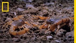 Cannibal Scorpions vs Shrew  National Geographic [upl. by Aronoh901]