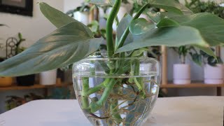 How to propagate Philodendron Silver Sword [upl. by Aikenat98]