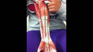 BYUH Anatomy Lab Arm muscles Supinator to Extensor Pollicis Longus [upl. by Bigler388]